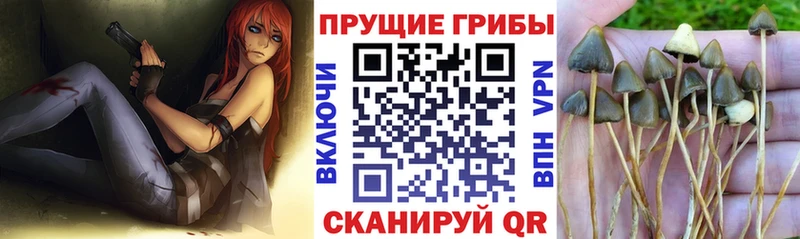 blacksprut ТОР даркнет сайт Муравленко Псилоцибиновые грибы мицелий